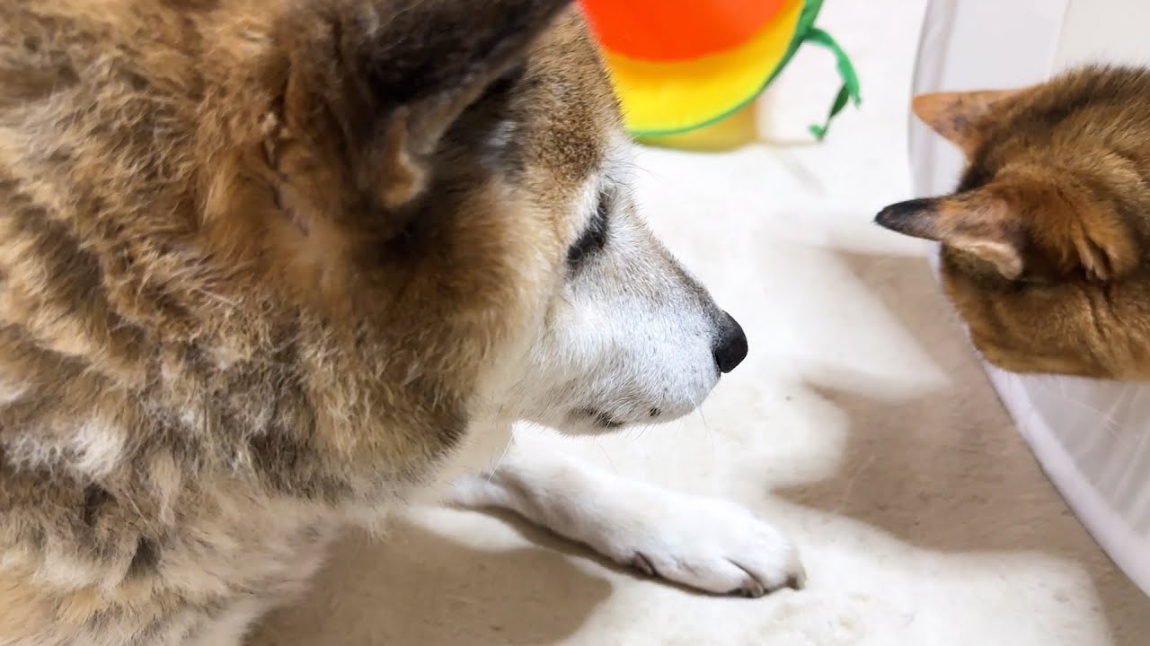 一人でいる猫を見つけると急いで側に駆け寄る柴犬が優しすぎます