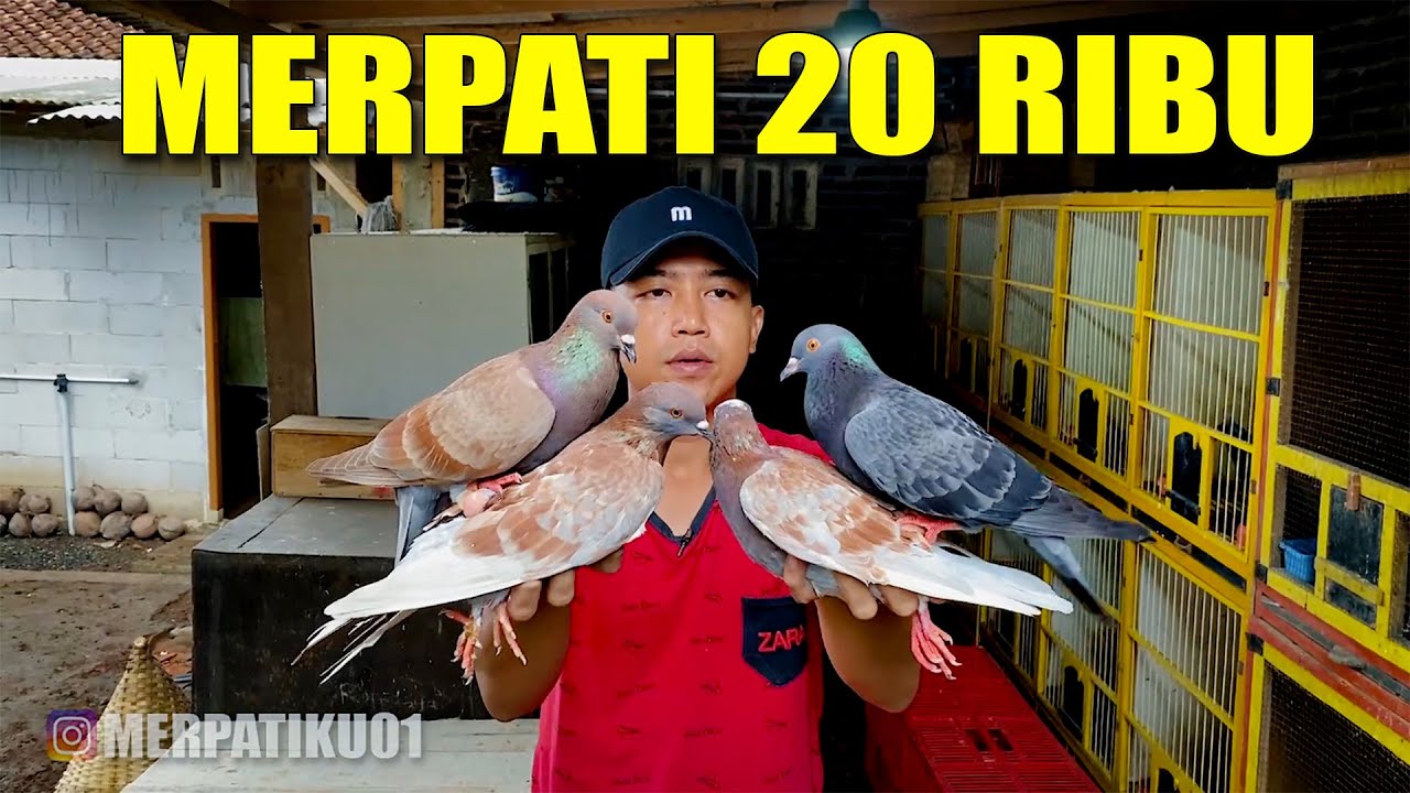 REVIEW MERPATI GIRING SUPER KEKET