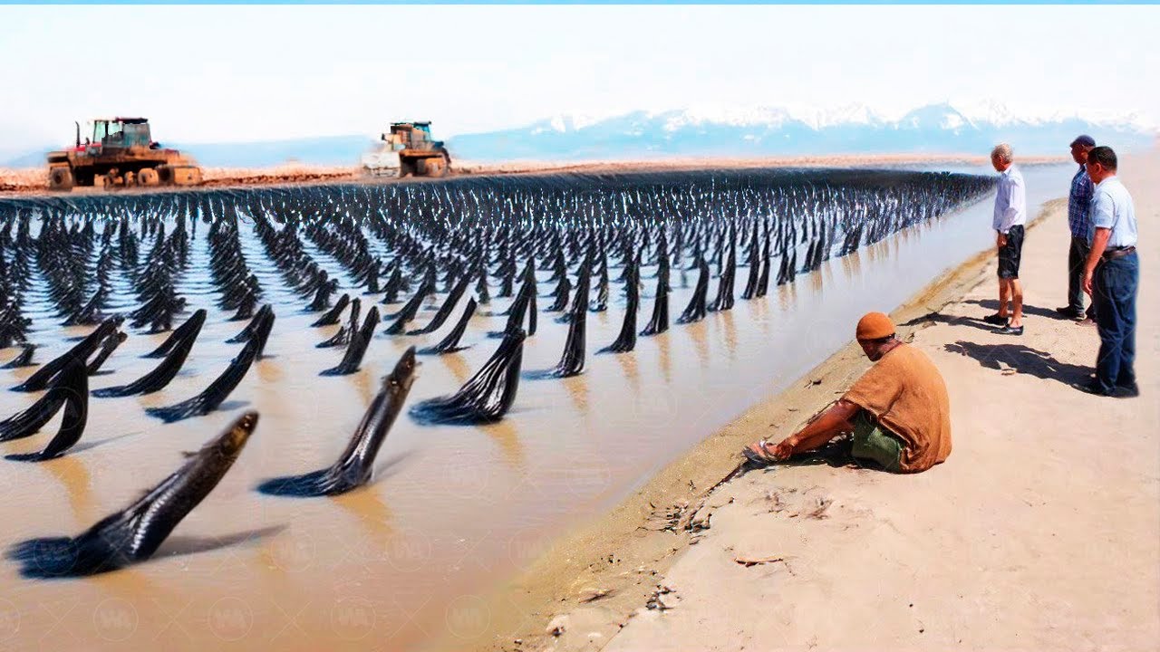 Israel llevó Millones de Peces al Desierto y los Dejó por Unos Meses, el Resultado Fue Una Locura