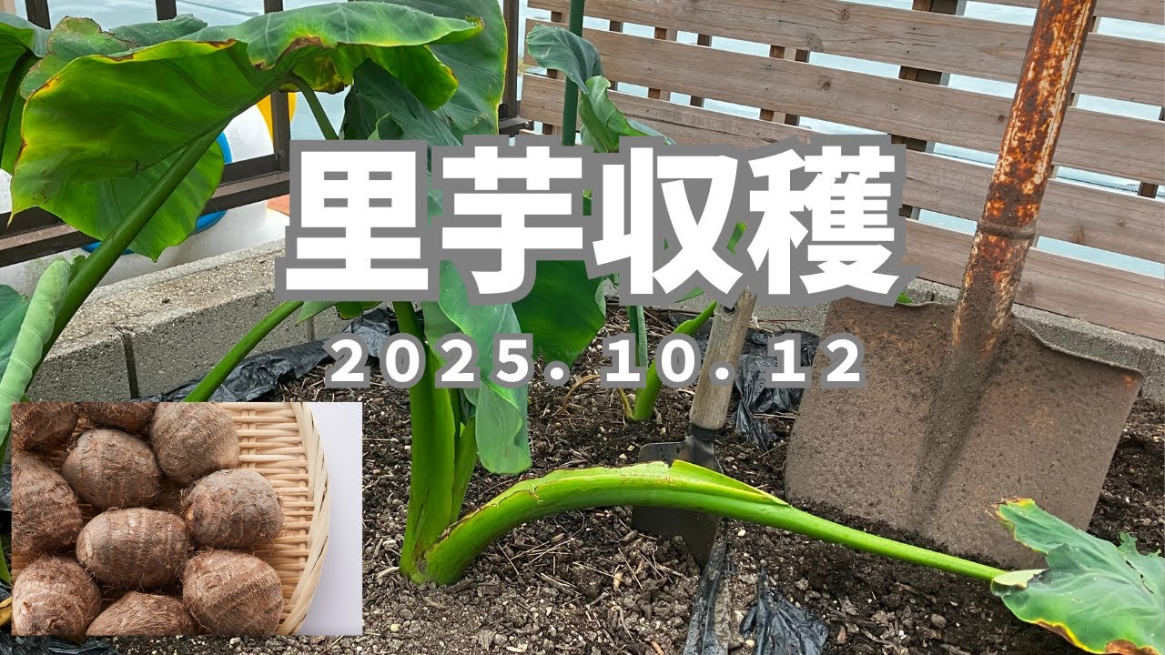 里芋収穫【2025.10.12】