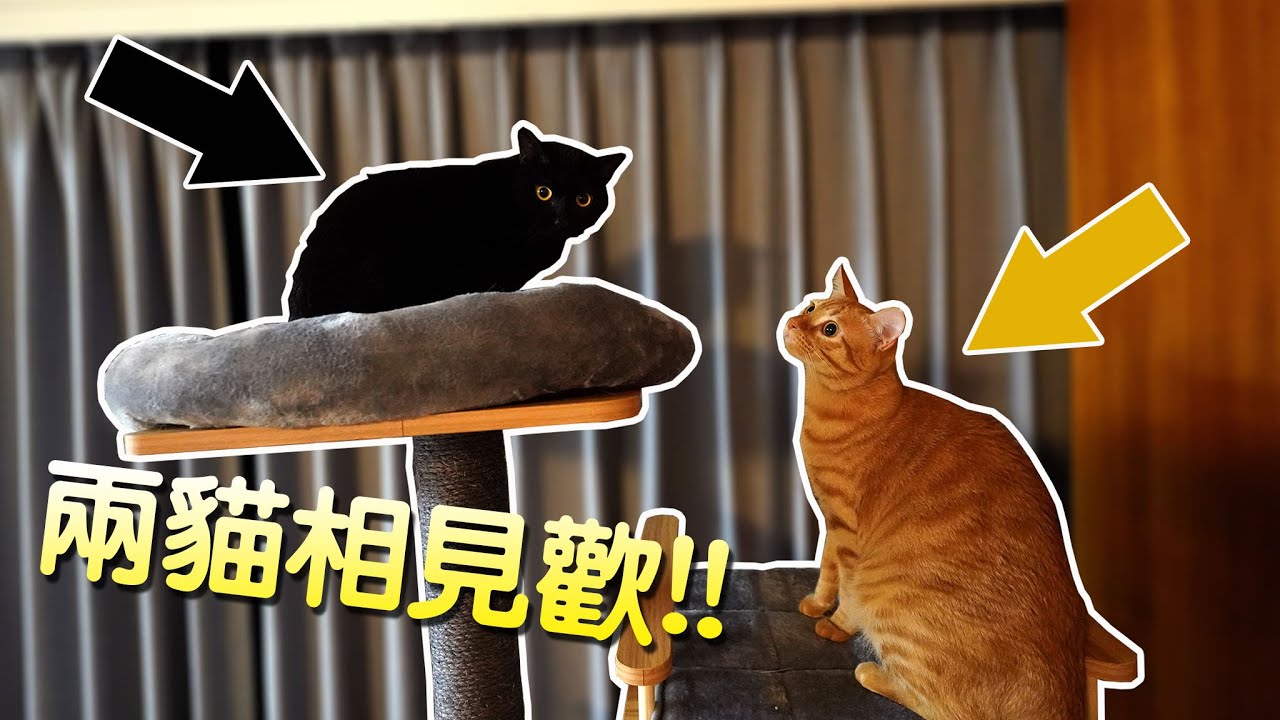 【小毛】帶Uni探望米咕咕!?結果兩隻貓咪當場哈氣!?