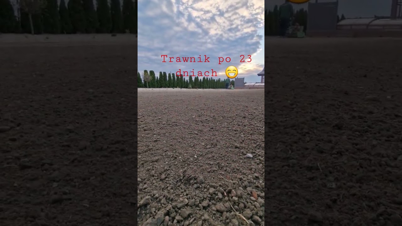 Trawnik po 23 dniach od siewu #garden #ogr&oacute;d #rainsystem #trawnik