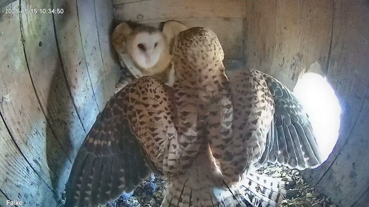 2025-05-15 Schleiereule & Turmfalke - Kampf im Nest (Großfahner/Thüringen)