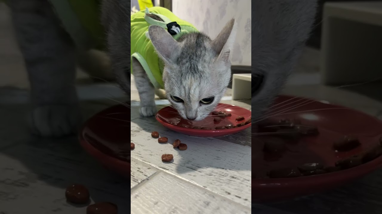 Когда не ела уже час #cute #котики #cat #eating #милые #asmr