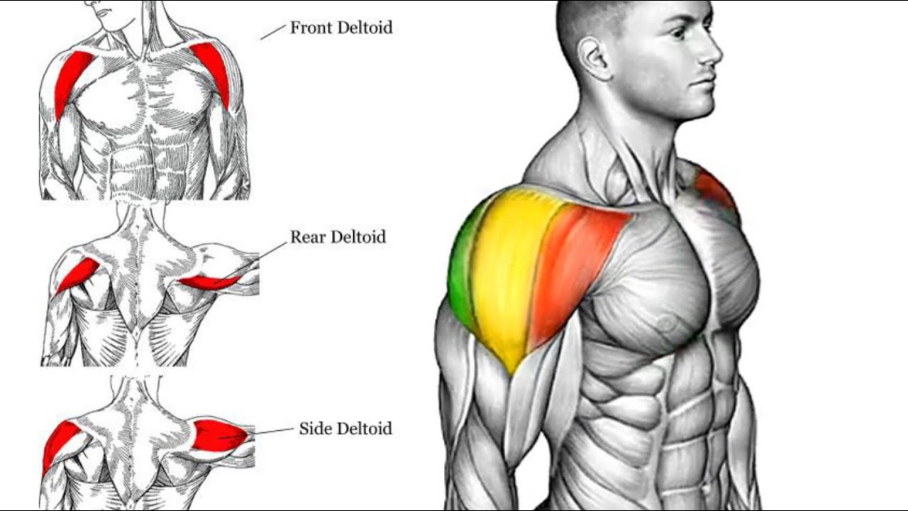 The most effective shoulder workout in the gym