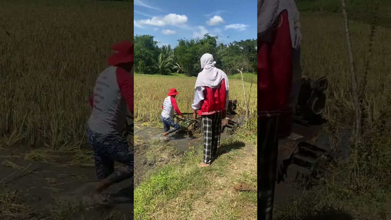 Araro sa basakan