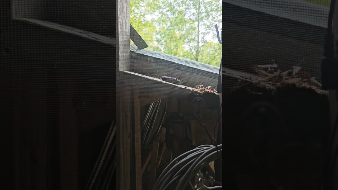Do you see what I see? 😆🦝 #ohno #racoons #hoardingcleanup