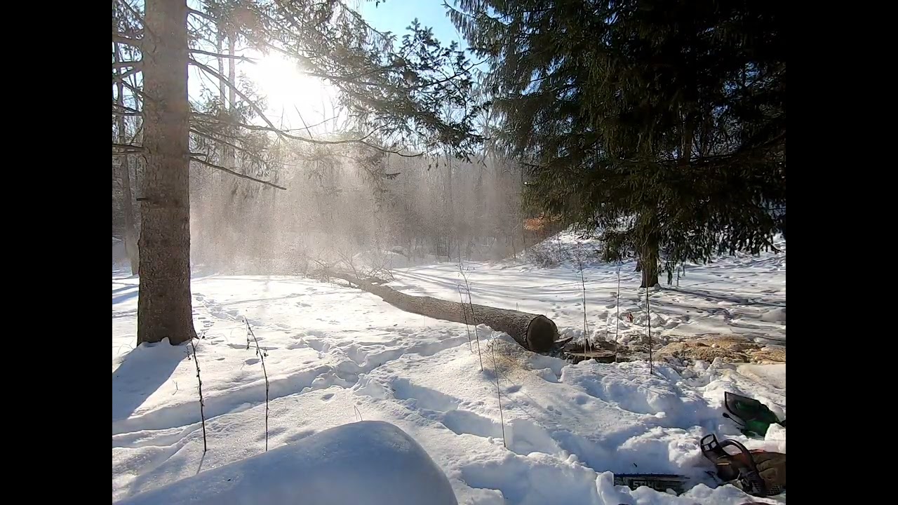 Arborist Struck by Falling Limb!