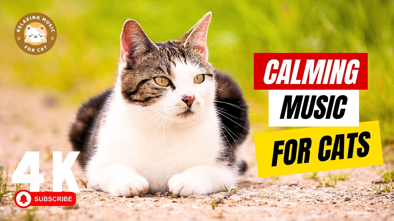 Calming Music for Cats with Anxiety 🎵 Soothing Cat Music 🐱 Relaxing Music for Cat
