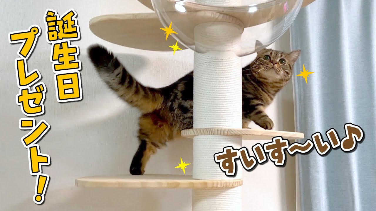 短足の猫にもおすすめ！メルのお城が建ちました！！【誕プレ】