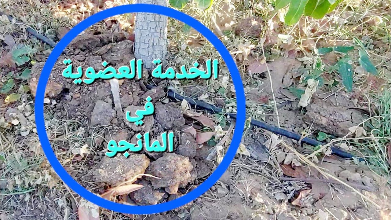 الخدمة العضوية في زراعة المانجو | التوقيت الأنسب | نصائح هامة