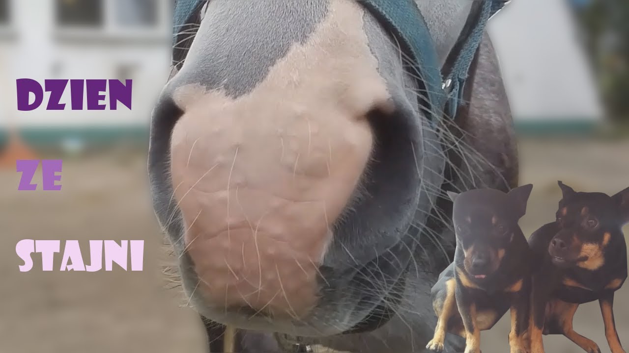 VLOG || DZIEŃ ZE STAJNI + PSY SKRADACZE W KADRZE