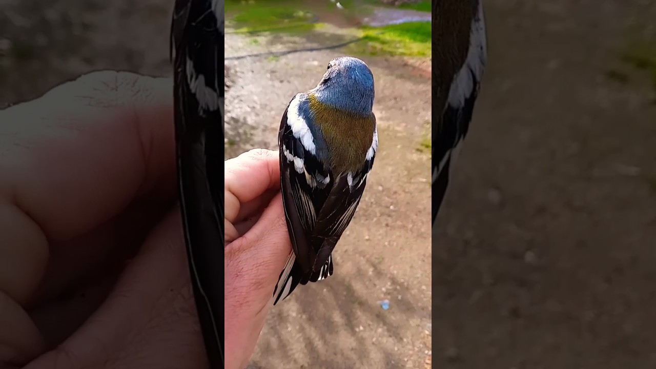 الحسون الظالم (البانسو) 🐦 Fringilla coelebs