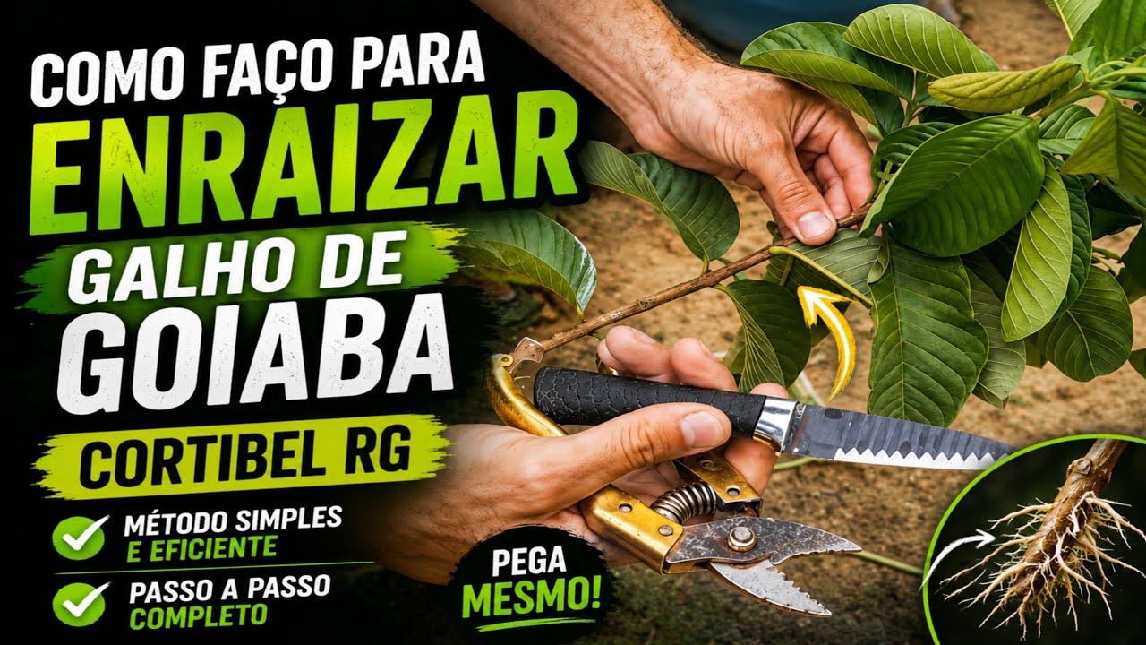 COMO FAÇO PARA ENRAIZAR GALHO DE GOIABA CORTIBEL RG 