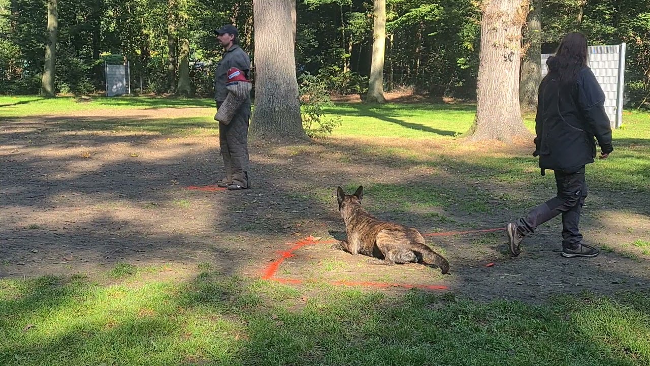 Ares Schutzdienst IGP1 mit 99 Punkten