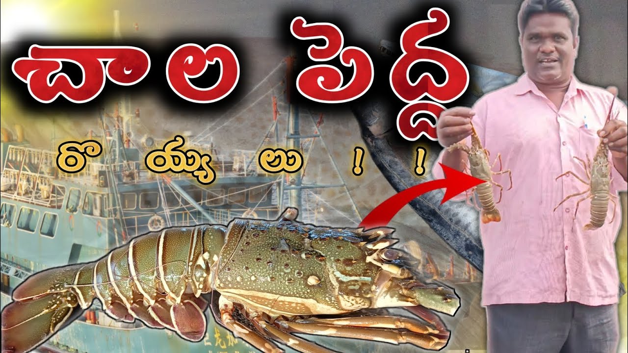 కాకినాడ ఫిష్ హార్బర్ 😱🤤☺️ | KAKINADA FISH PORT 😱😱😱 | SOO MANY FISHES 🐟🐟🐟 #viral #trending #fish