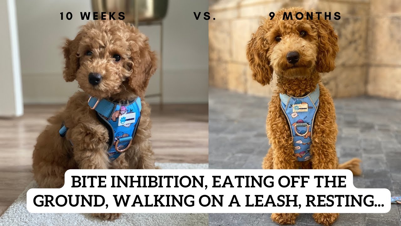 Puppy: What gets better on its own, what doesn't? | Poodle Lotti