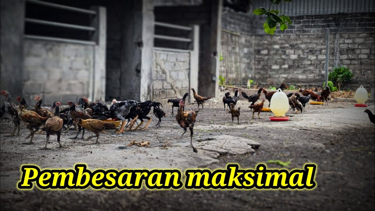 Pembesaran maksimal ayam laga SMFC