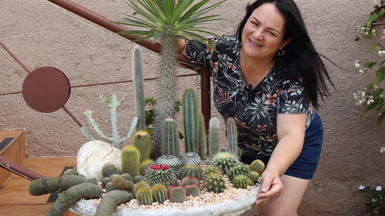 NOVIDADES  NO JARDIM DE SUCULENTAS