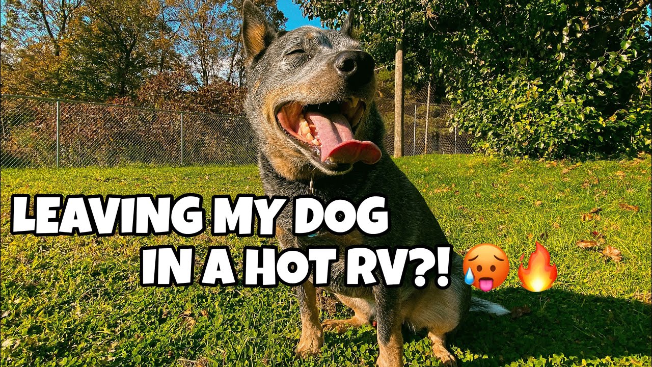 Waggle Pet Temperature Monitor for your RV ~ Review