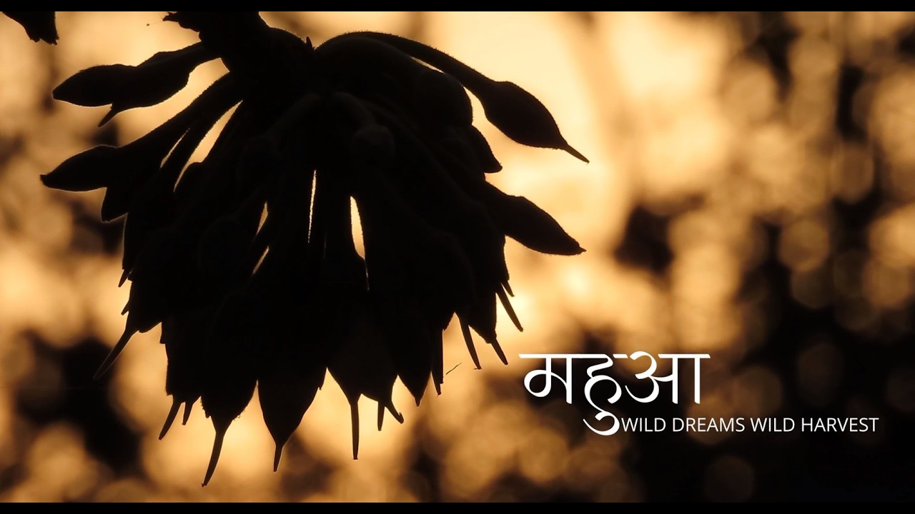 Mahua – Wild Dreams, Wild Harvest
