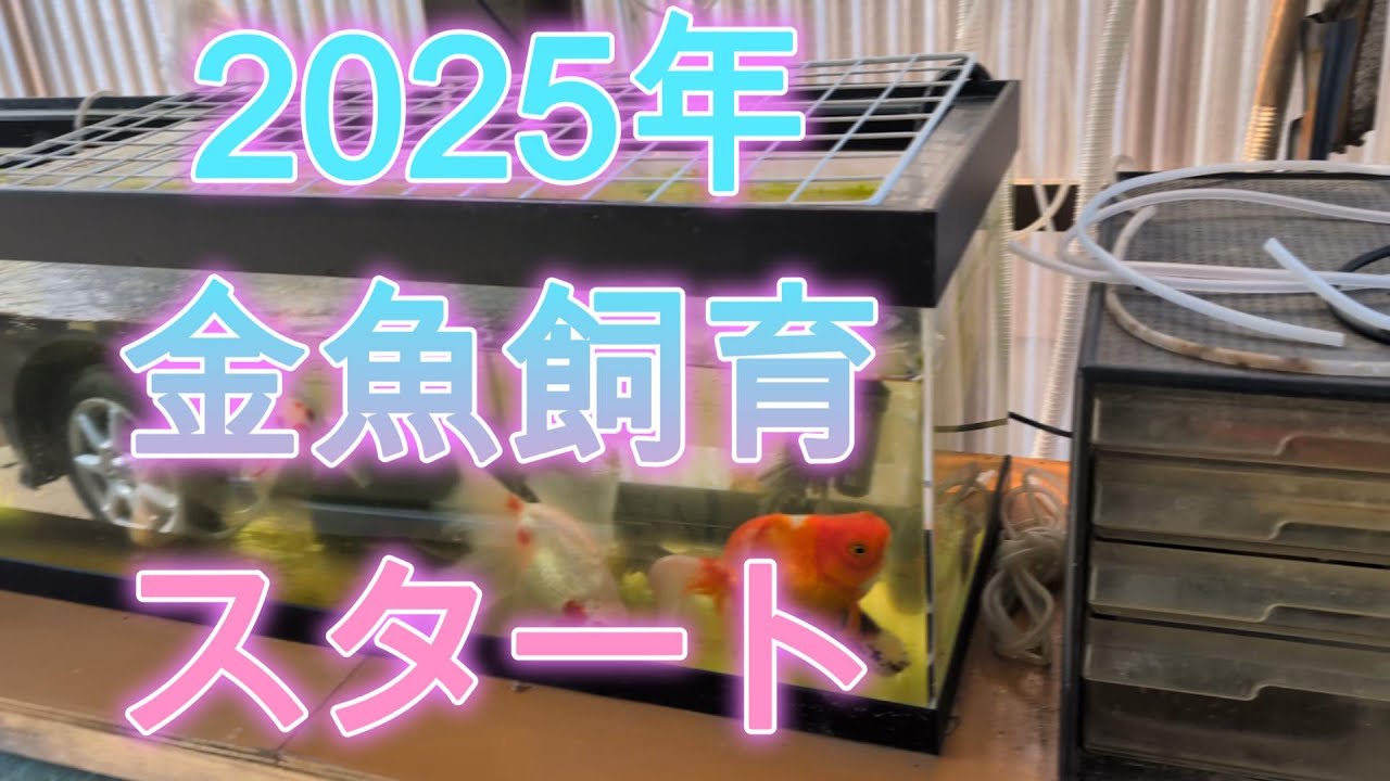 【2025年3月1日　土曜日　晴れ　2025年の外金魚飼育スタート】