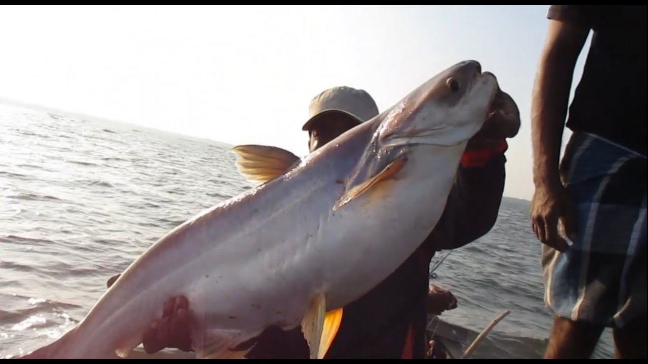 വേമ്പനാട്ടു കായലിലെ മീൻപിടുത്തം (Fishing from vembanad kayal)