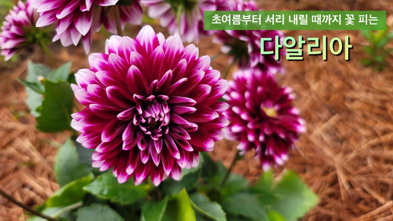 다알리아 키우기의 모든것 (초보자를 위한), 새순으로 빠르고 쉽게 번식하는 방법, 꽃을 많이 보기 위한 방법(50개의 꽃 봉오리 )