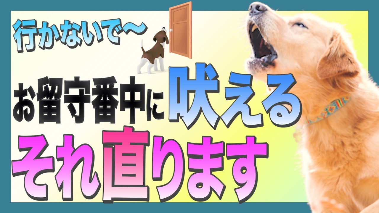 犬の行かないでひとりにしないではどうしたらいい？