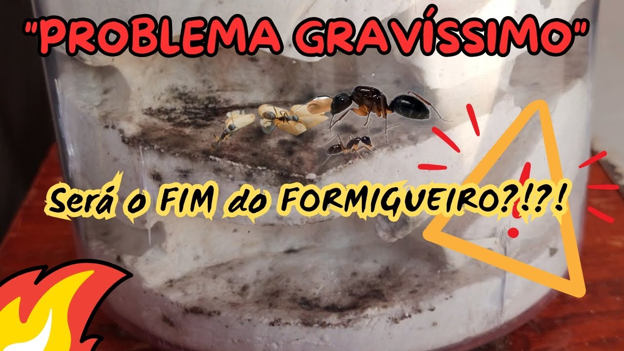 PROBLEMA GRAVÍSSIMO no nosso FORMIGUEIRO CASEIRO DE FORMIGA CARPINTEIRA. (Camponotus Renggeri)