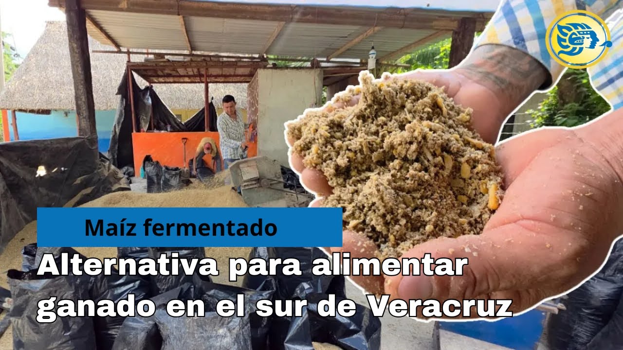 Maíz fermentado: por este motivo se convierte en alternativa para alimentar ganado