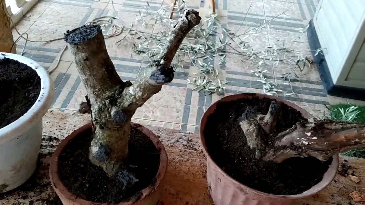 Bonsái Esqueje de Olivo 130520