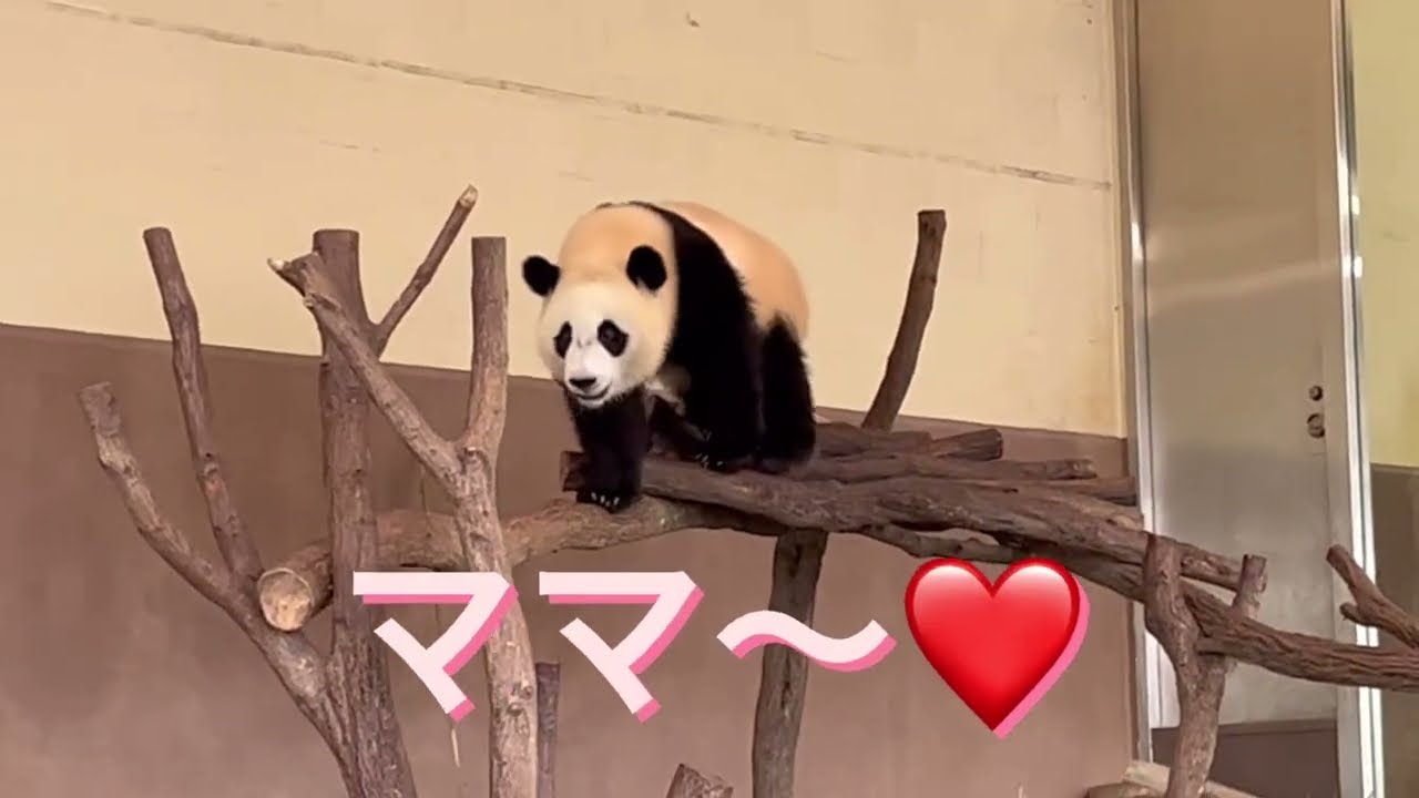 ママ〜❤️お誕生日おめでとう🎉　@papapanpanda4895  #良浜  #楓浜 #彩浜  #結浜