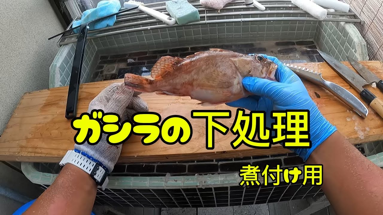 超簡単ガシラの下処理　煮付け編　カサゴ