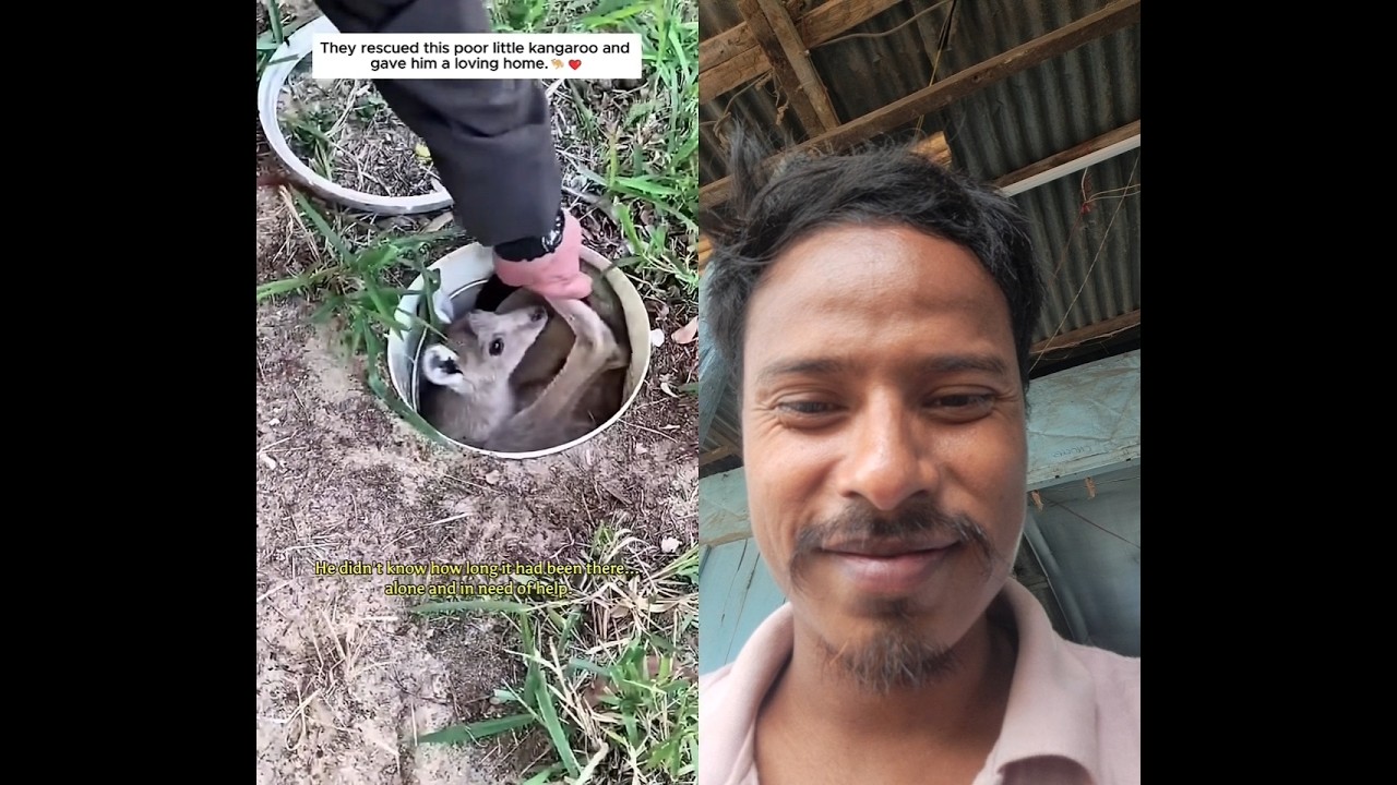 old man rescue a kangaro trapped in a hole 🕳 #duet #wildliferescue #animals