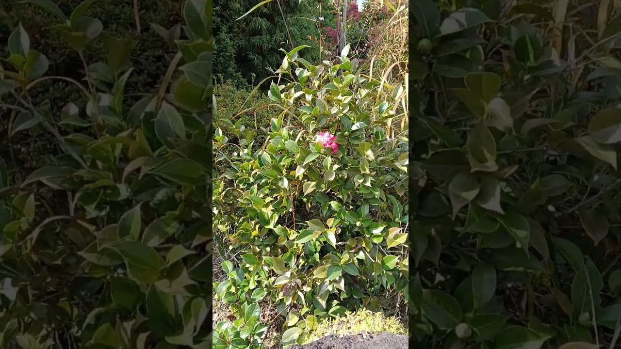 ツバキ開花！