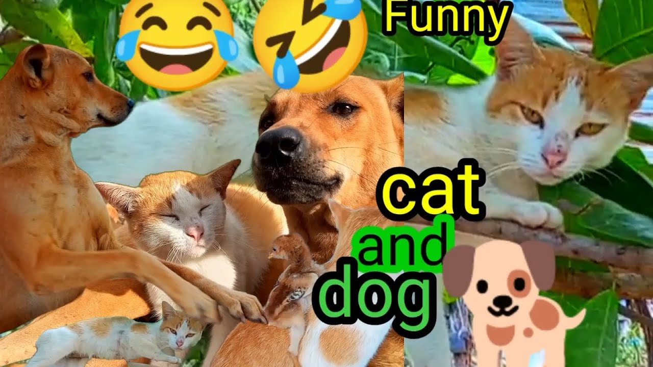 Funny cat and dog Video 🤣😂 (@hourfunny )