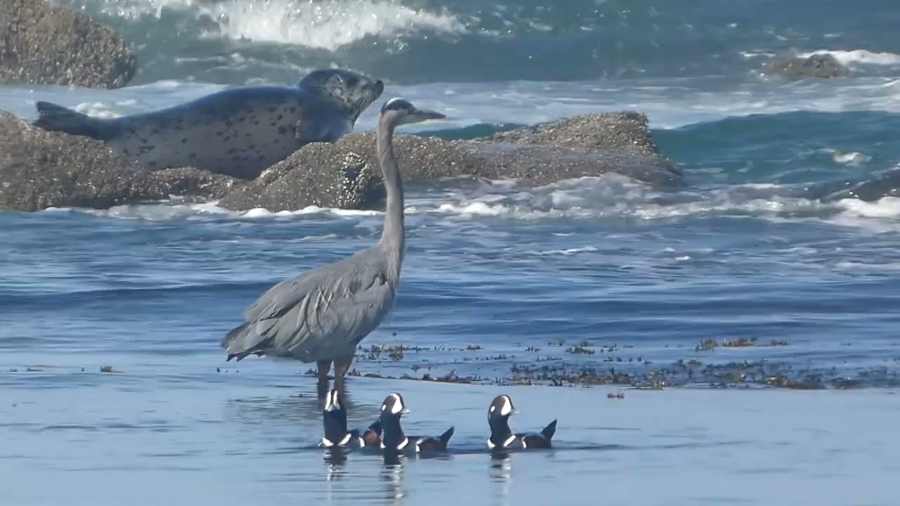Herons, Harlequins, Harbor Seals…Oh My!