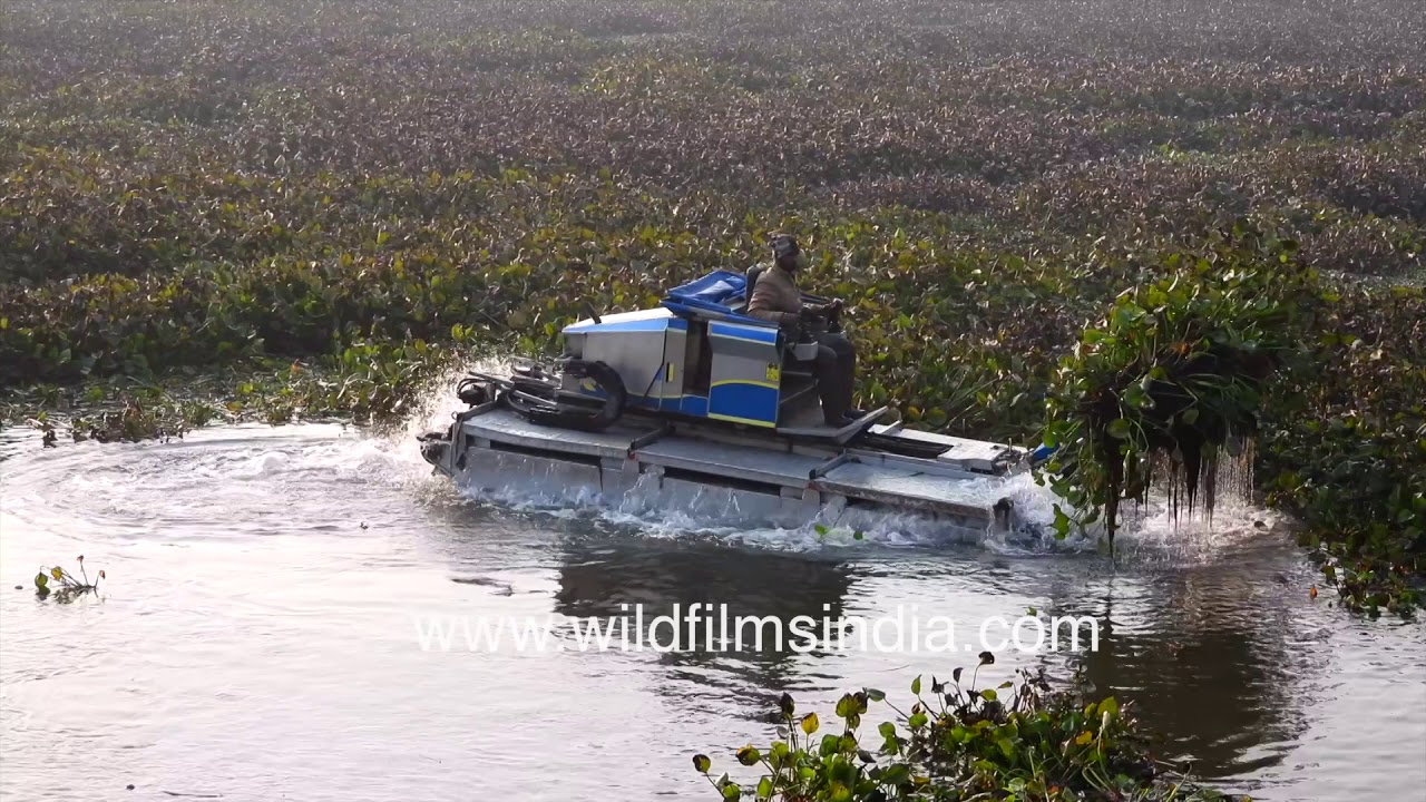 Water Hyacinth removal machine at work - Raking aquatic plants at Haiderpur Wetland, UP