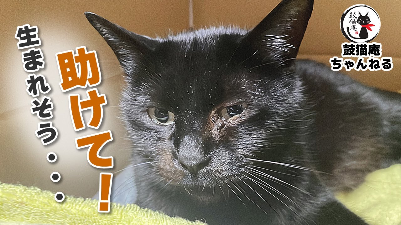 【緊急保護】大雨の中助けを求めてきた妊婦猫を保護 ฅ^•ω•^ฅ Protecting a pregnant cat that came for help during heavy rain
