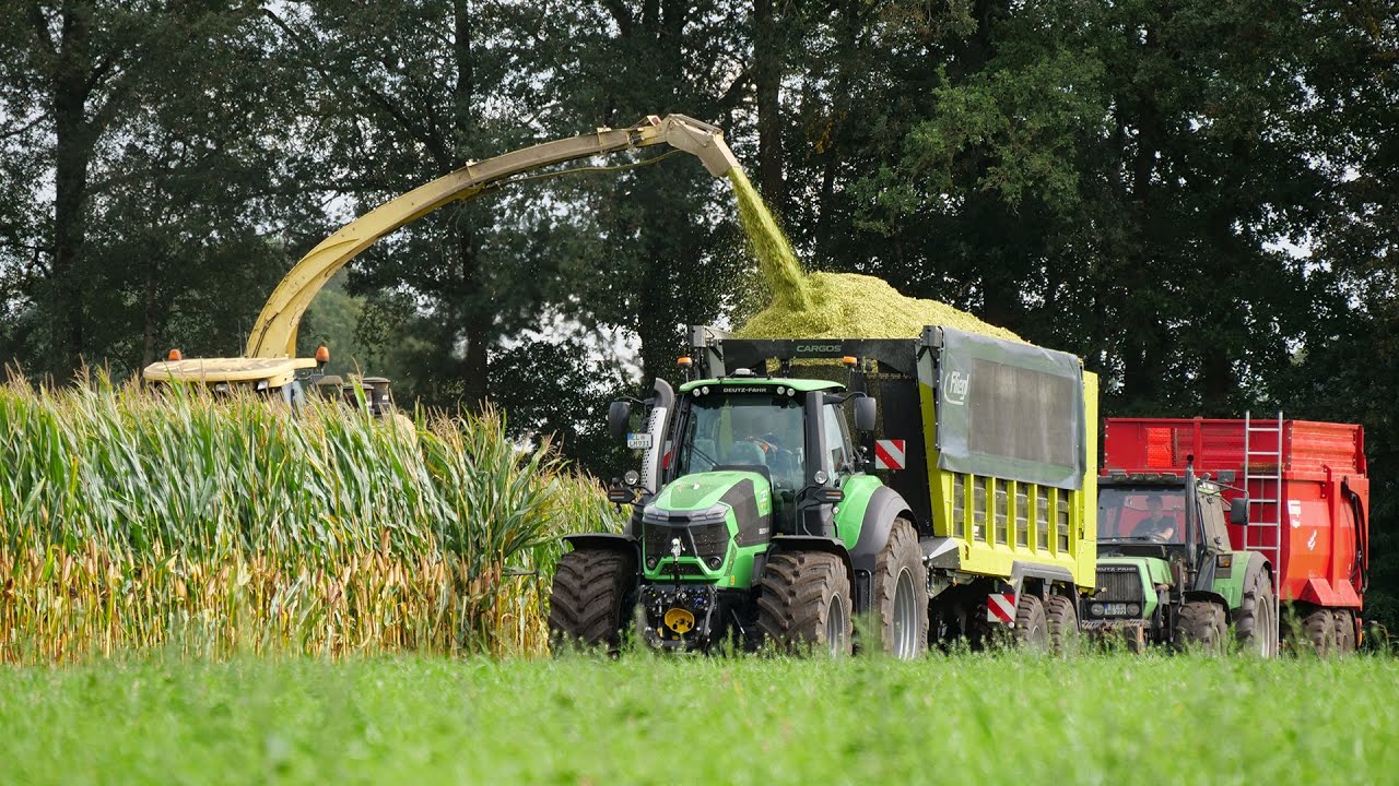 Mais 2023 / Krone Big X 650 / LU Meiners / Maize silage