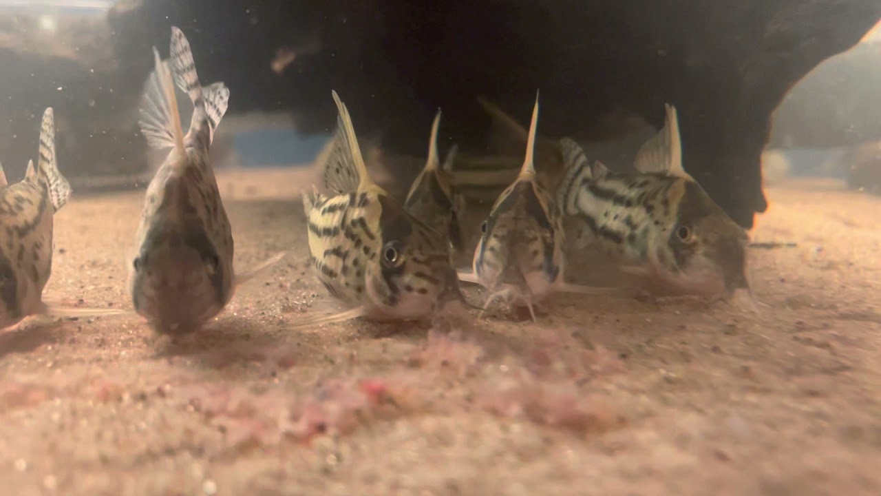 Corydoras super schwartzi cw028