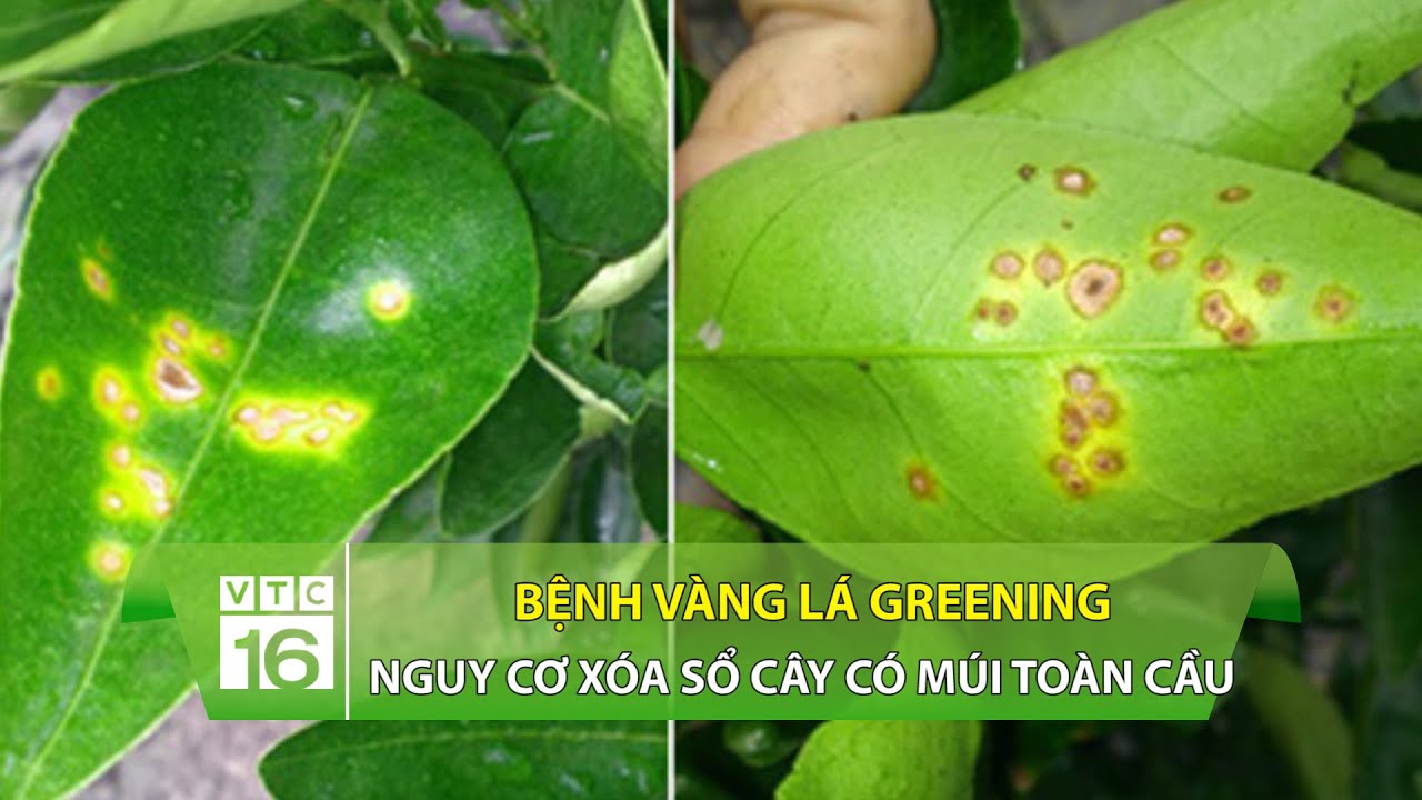 Bệnh vàng lá Greening: Nguy cơ xóa sổ cây có múi toàn cầu | VTC16