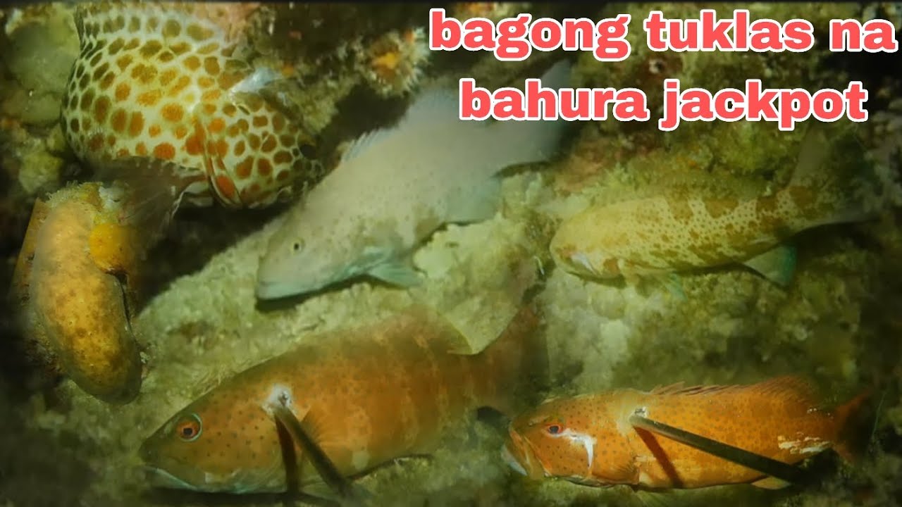 EP286 #bagong Toklas na bahura jackpot #nightspearfishingphilippines