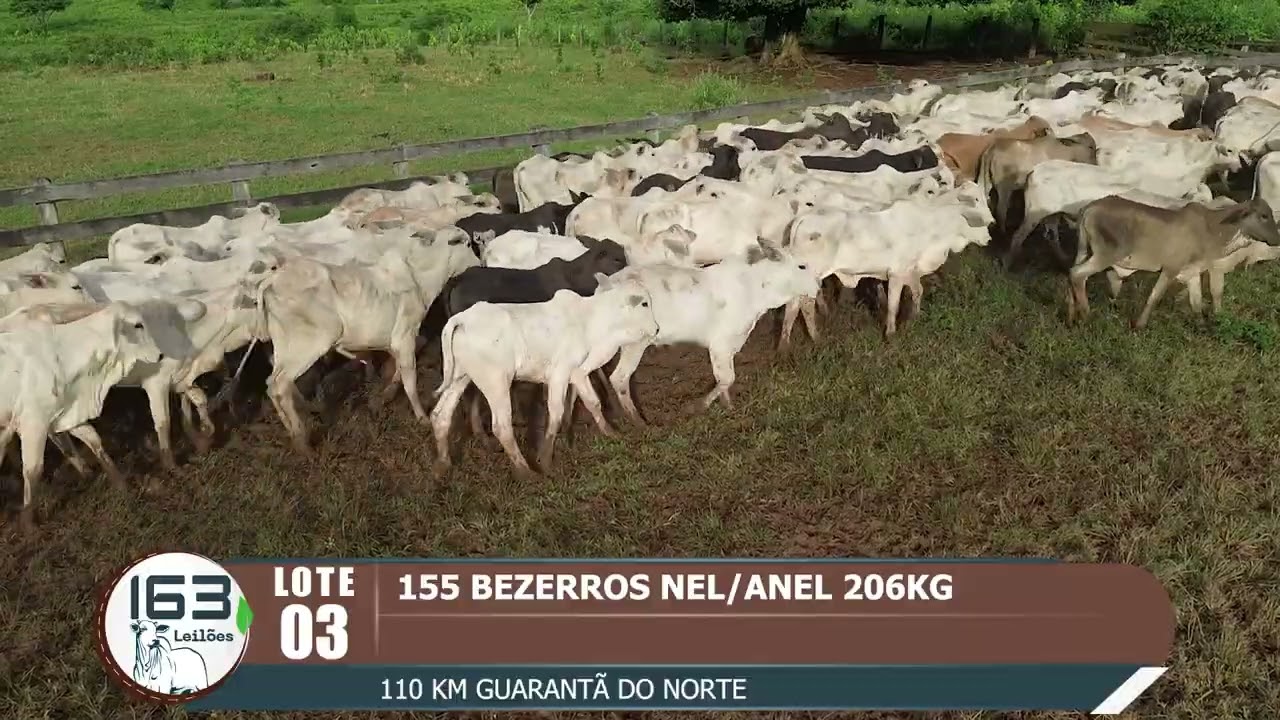 lote 03