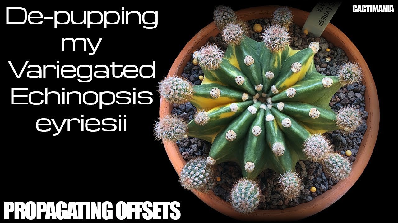 De-pupping my Variegated Echinopsis Eyriesii/Oxygona