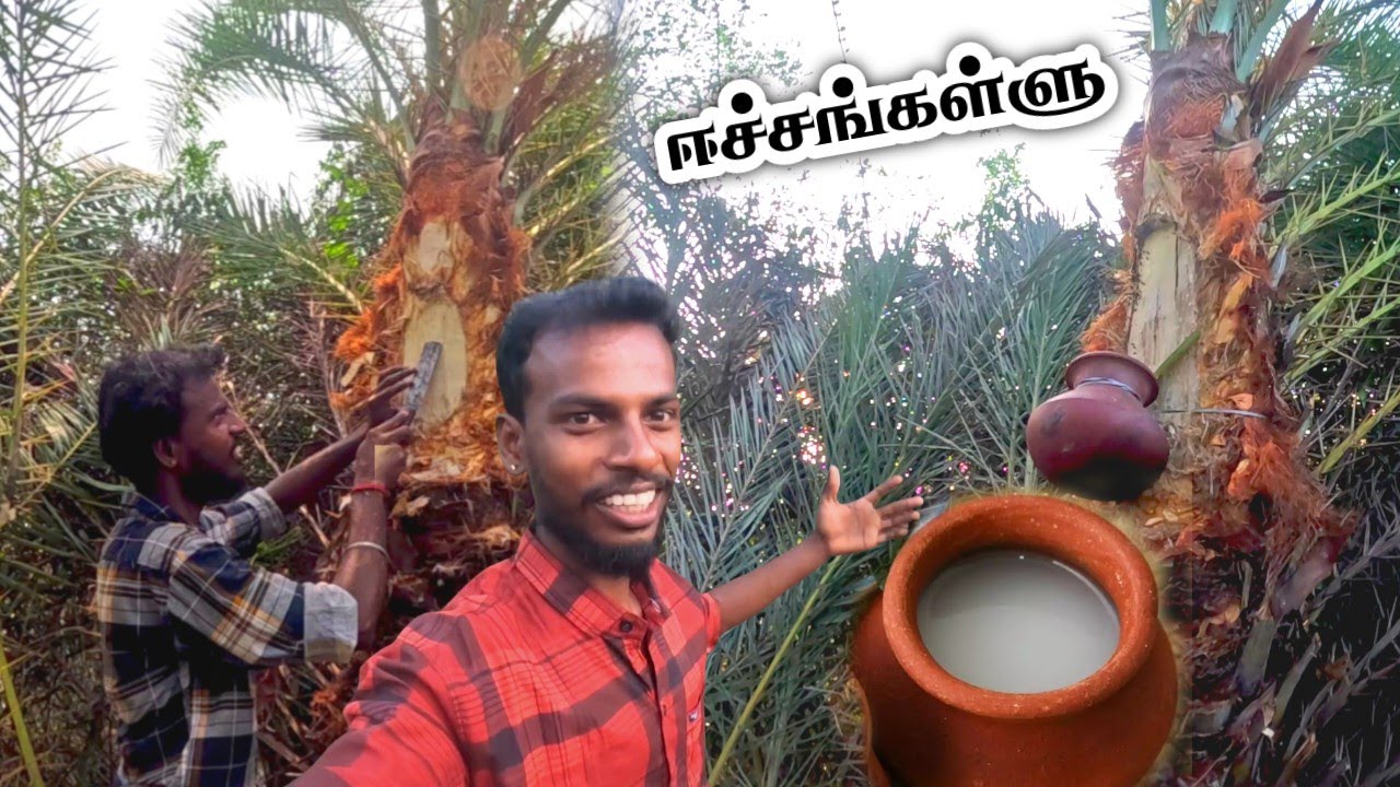 ஈச்சங்கள்ளு இறக்குவது எப்படி..? PART - 2 Eichamara Kallu #EichamaraKallu 