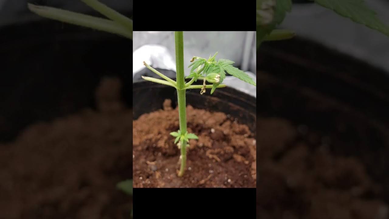 new growth preflower stage, she's popping since last week 👀😍🙌