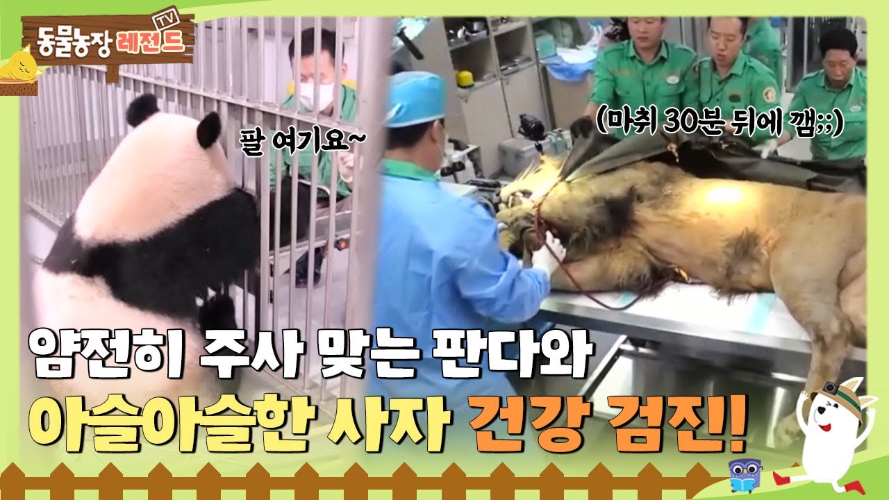 [TV 동물농장 레전드] 🐼얌전히 주사 맞는 판다와 🦁아슬아슬한 사자 건강검진 🩺💉#TV동물농장 #AnimalFarm #SBSstory