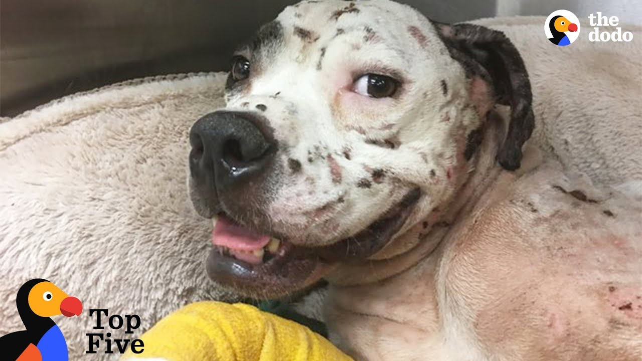 Dog Found Near Death is So Happy Now + Dog Rescues That Will Make You Cry | The Dodo Top 5